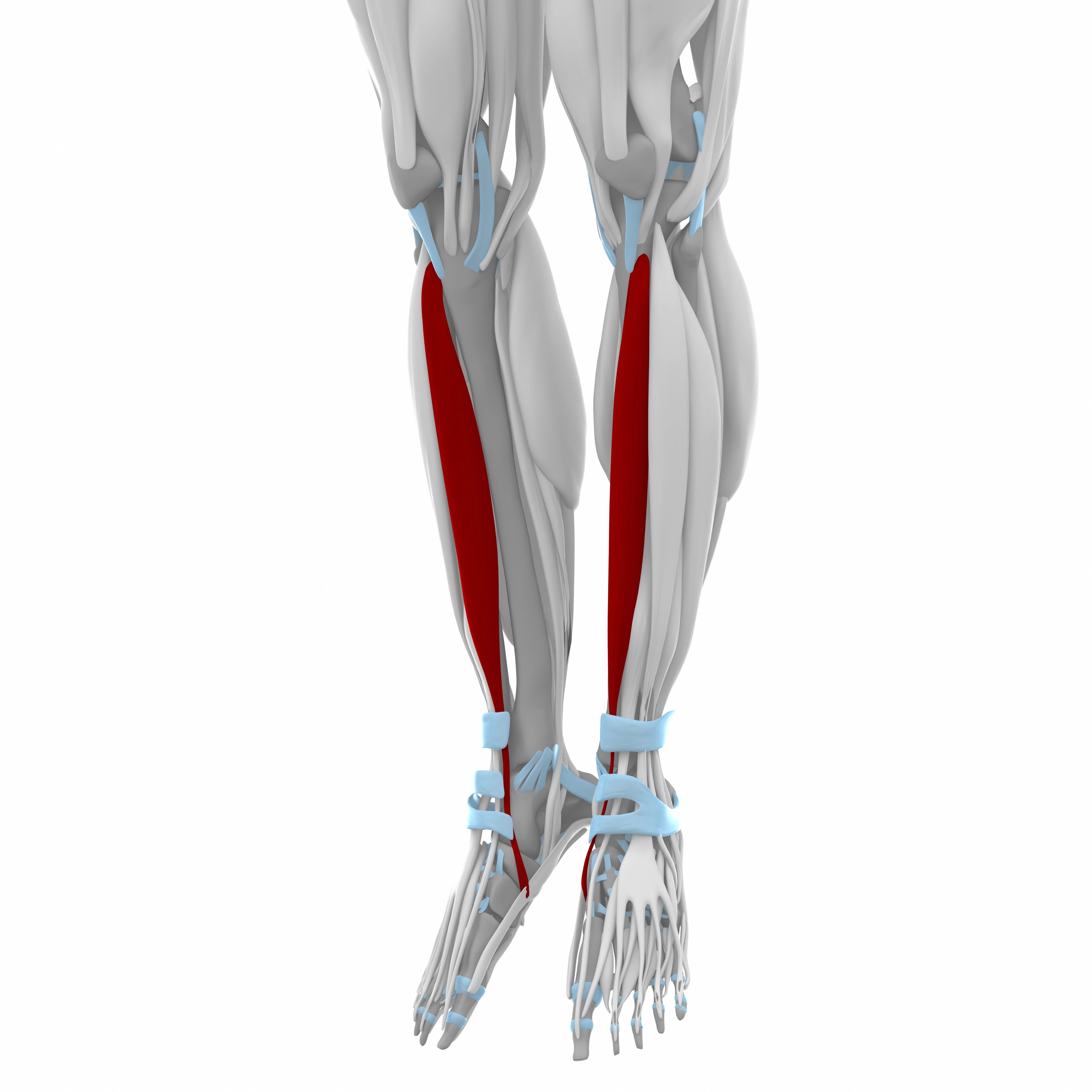 Tibialis Anterior Muscle Pain: Why It Happens and How to Find Relief