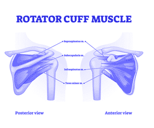 Rotator Cuff Muscle